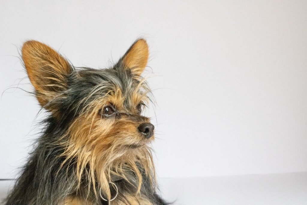 A Yorkshire Terrier with long, fine hair falling either side of its face.
