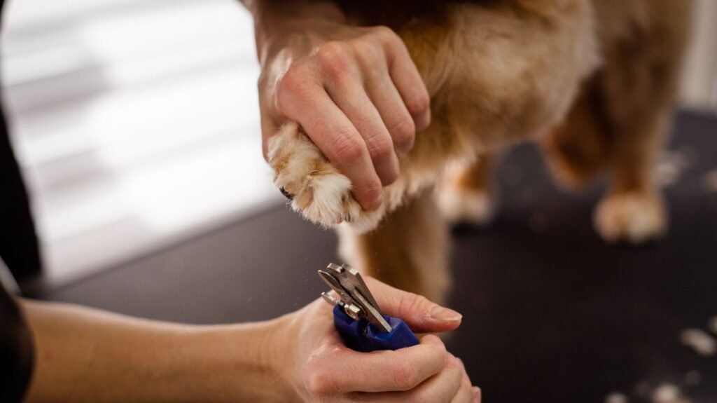 A groomer gently supporting a dog's front paw while holding a pair of dog nail clippers.