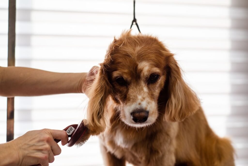 A groomer brushing the long, feathered coat of a brown Cocker Spaniel.