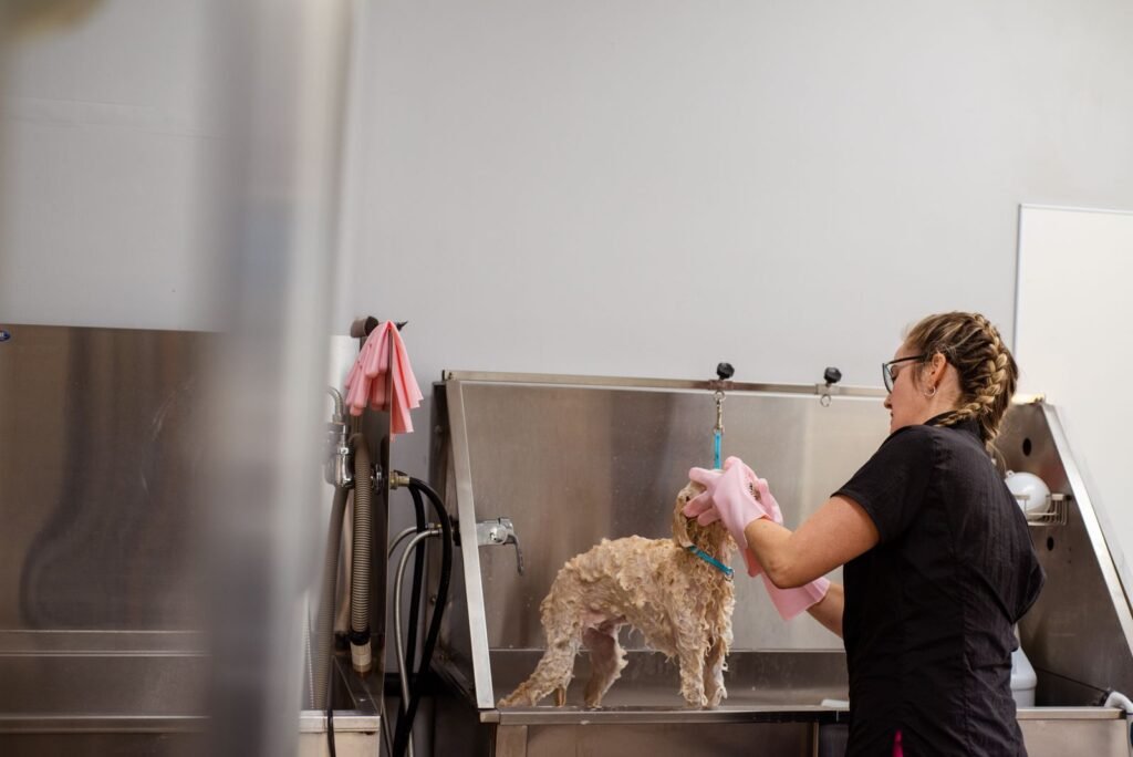 A groomer washing a small curly-coated dog in a salon bathtub.