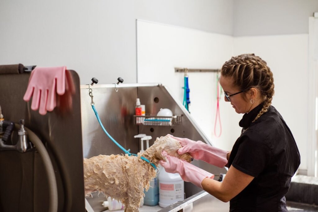 A groomer washing a curly-coated dog in a salon bathtub.