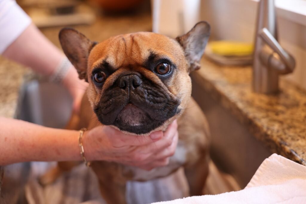 A French Bulldog standing in a kitchen sink while its owner steadies it, with its head kept dry.