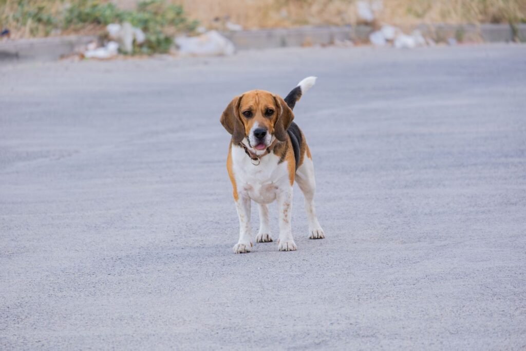 A Beagle standing side-on, showing a short coat that lies close to the body.