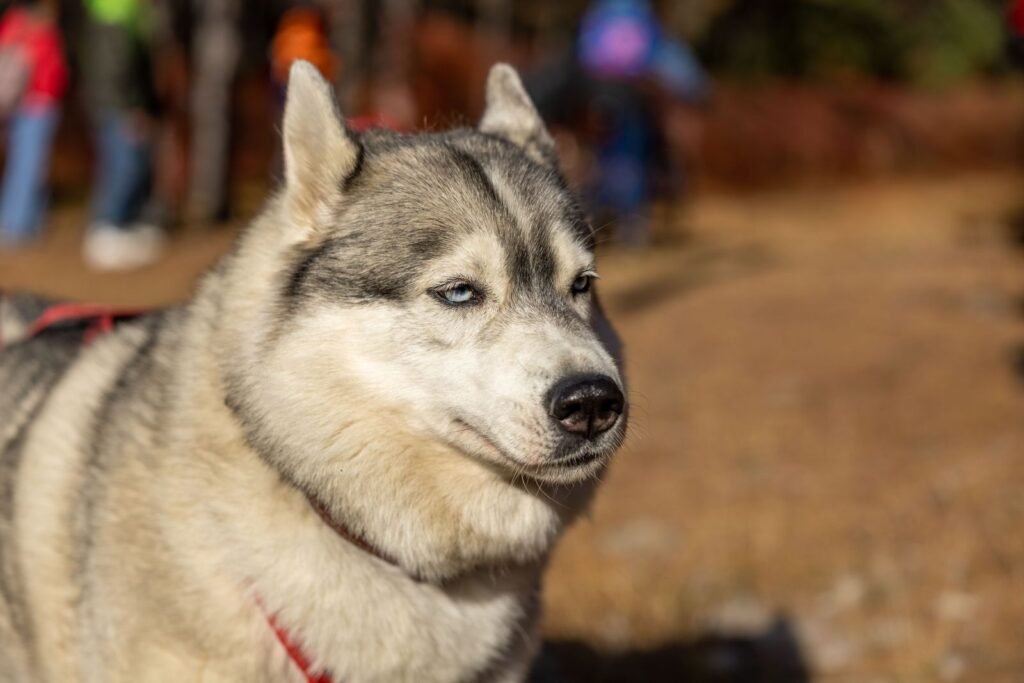 A Siberian Husky outdoors with a thick, fluffy coat.