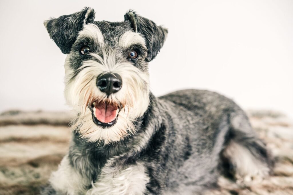 A Schnauzer lying on a rug, showing its rough, textured coat and bushy eyebrows.