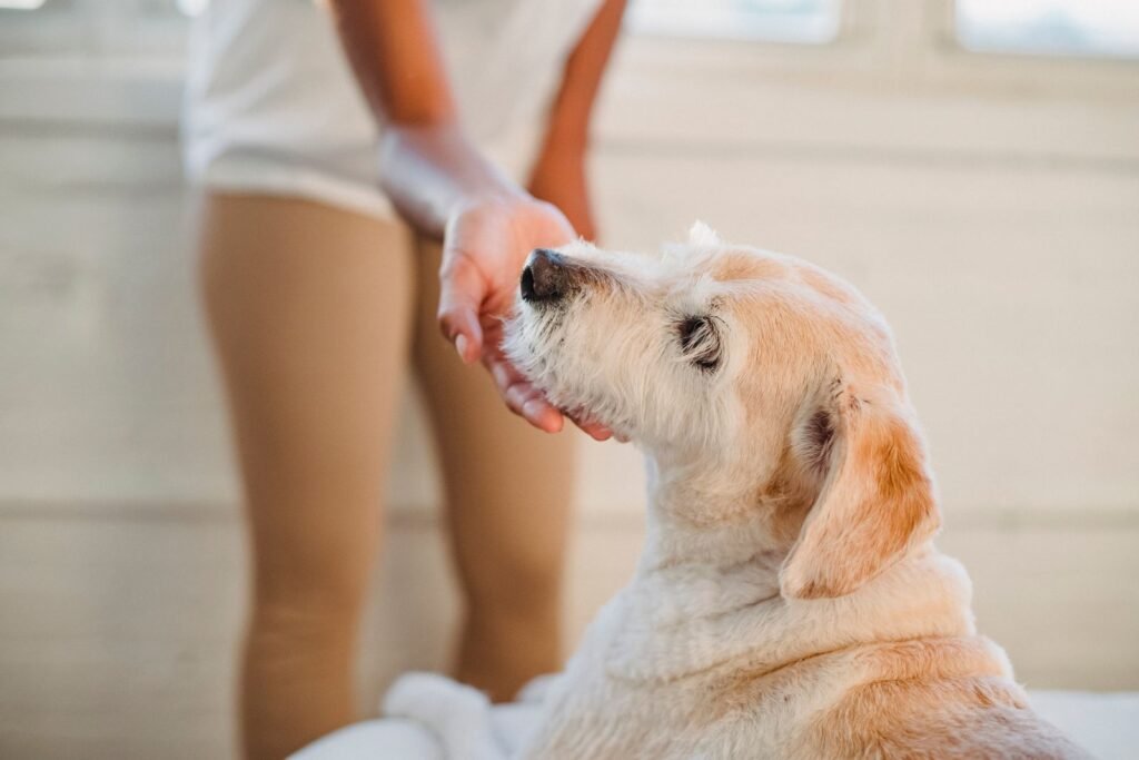 A relaxed dog with its eyes closed being gently stroked under the chin.