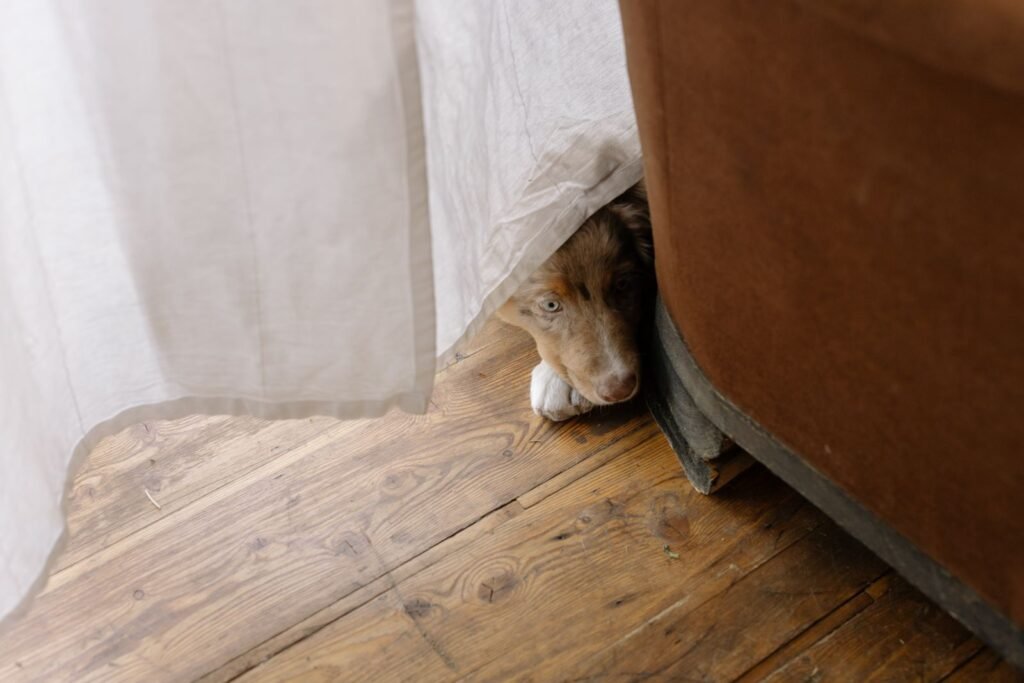 A dog lying on a wooden floor, peeking out from behind a sofa and curtain.