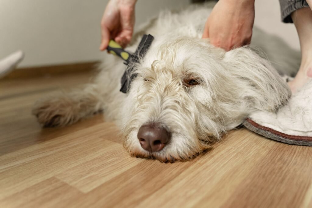 A relaxed, shaggy white dog lying on a wooden floor while its owner brushes the coat at its shoulder.