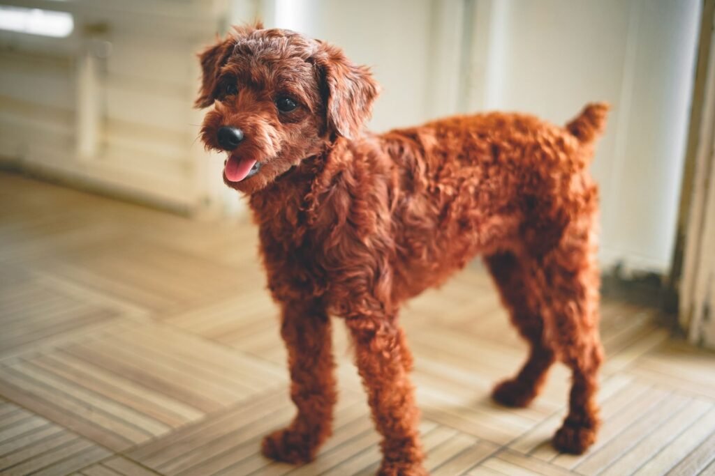A brown Poodle standing on a wooden floor, showing its dense, curly coat.