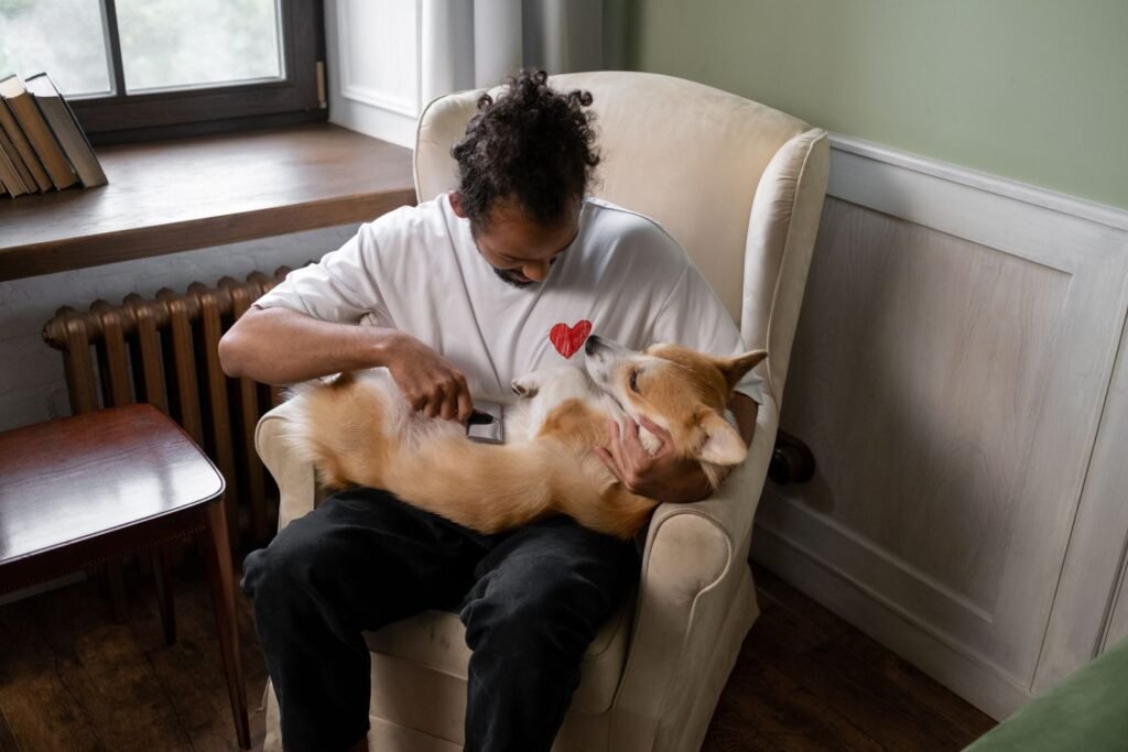 A man sitting in an armchair at home, brushing his corgi.